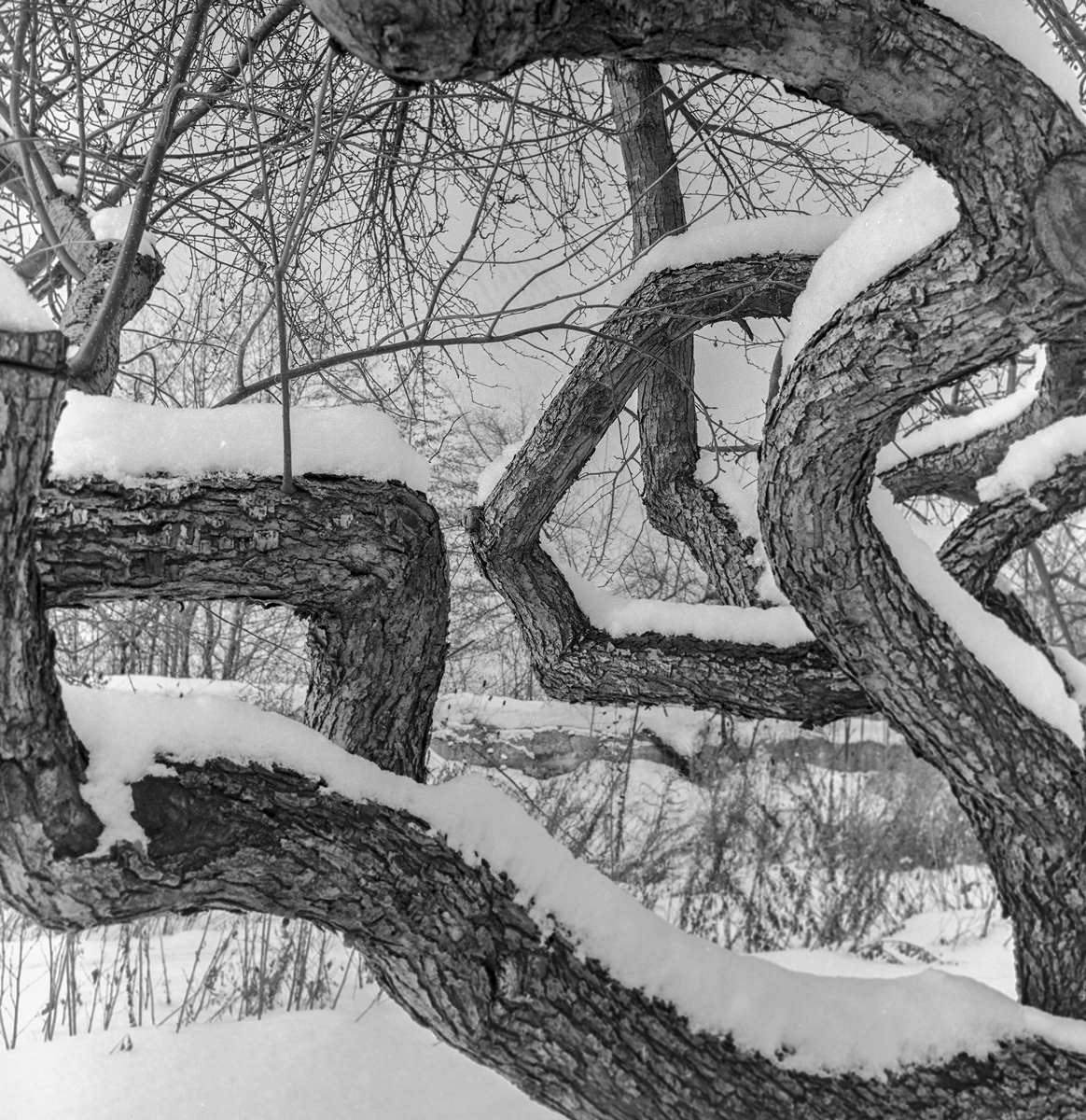 "First Gnarly Tree" - Highland Park, Rochester, NY, 1970 Scanned 120 B&W Negative
